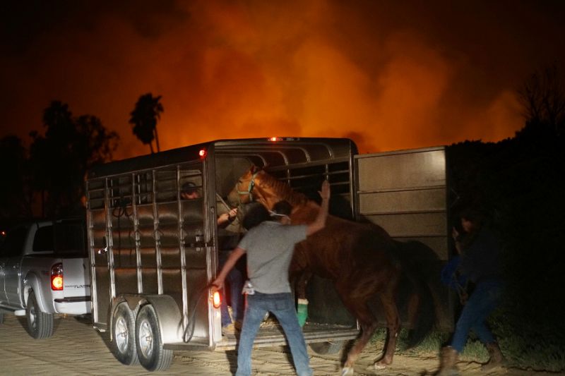 Volunteers rescue horses at a stable during the Lilac fire in Bonsall, California on December 7, 2017 (AFP Photo/Sandy Huffaker)