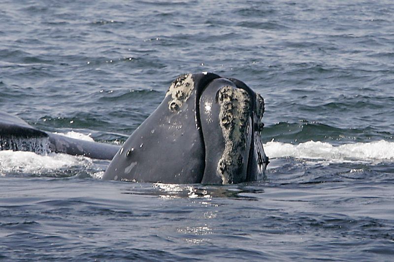 FILE - In this April 10, 2008 file photo, a North Atlantic right whale breaks the ocean surface off Provincetown, Mass., in Cape Cod Bay. Officials with the federal government say it’s time to consider the possibility that endangered right whales could become extinct unless new steps are taken to protect them. 
 (AP Photo/Stephan Savoia, File)
