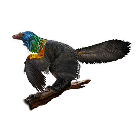 Handout photo of an illustration of a reconstruction of the iridescent dinosaur which had rainbow feathers, named Caihong juji, unearthed in China