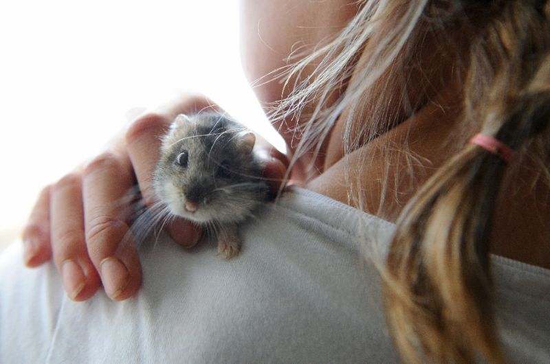 A young girl plays with a dwarf hamster like the one flushed down the toilet by its owner after she was refused permission to take it on board her Spirit Airlines flight (AFP Photo/FRANCK FIFE)