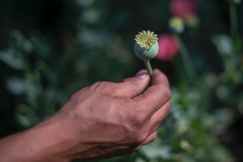 Heroin, a highly-addictive drug, is derived from the poppy plant