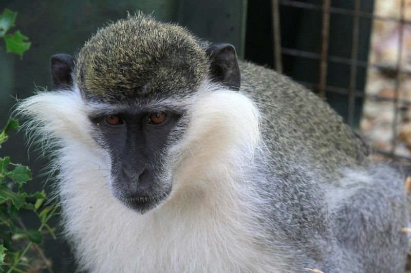 Tachtouch the Lebanese monkey escaped his home and slipped across the militarised frontier into Israel where he evaded capture for more than a week (AFP Photo/Mahmoud ZAYYAT)