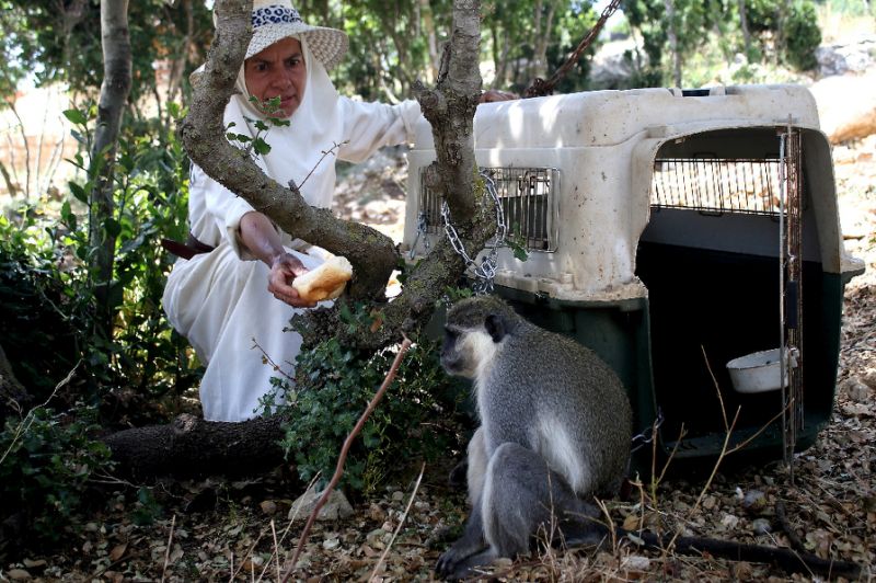 The monkey Tachtouch who breached the border with Israel is being fed by its owner, French nun Beatrice Mauger, after his return to his home in Al Qouzah, southern Lebanon on June 7, 2019 by UN peacekeepers (AFP Photo/Mahmoud ZAYYAT)