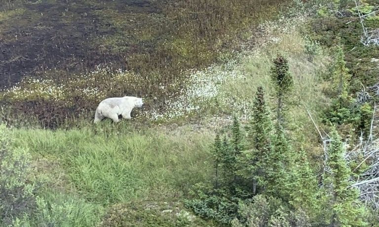 This handout photo obtained July 28, 2019, courtesy of the Royal Canadian Mounted Police Manitoba shows a polar bear spotted on the manhunt for the suspects (AFP Photo/HO)