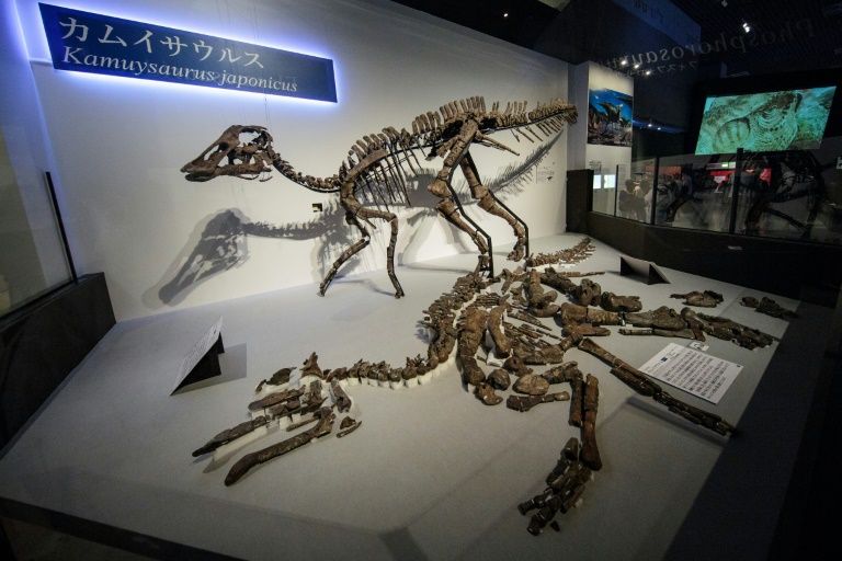 It was the biggest dinosaur ever unearthed in Japan