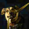 Walk Your Dog, But Watch Your Footing: Bone Breaks Are On The Rise
