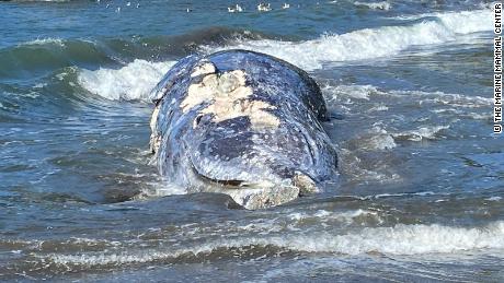 The gray whale isn't endangered, but its population has dipped fairly significantly in recent years.