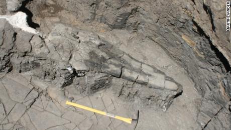 Giant marine reptile skull discovery reveals new evolutionary theories