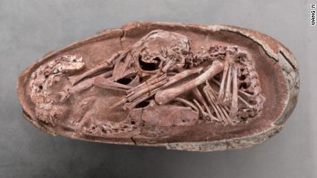 Perfectly preserved baby dinosaur discovered curled up inside its egg