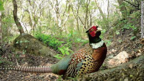 A ring-necked pheasant is caught on camera in the Songshan National Nature Reserve in 2019.