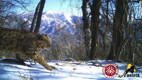 A leopard cat is caught on camera with the Olympic ski runs in the background.