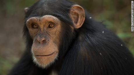 The UN wants to protect these chimps' unique culture