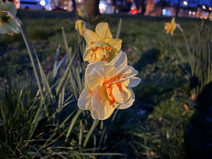 Apple iPhone 13 Pro Night mode photo.