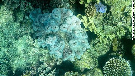 This picture taken on March 7 shows the current condition of coral on the Great Barrier Reef, off the coast of the Australian state of Queensland.