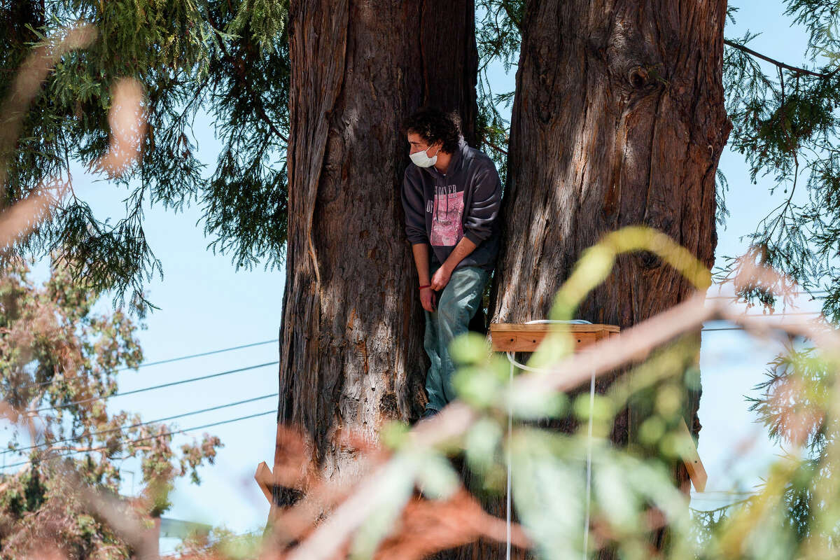 A lone protester sits in the last standing redwood tree at People's Park in Berkeley, Calif., on Wednesday, Aug. 3, 2022.