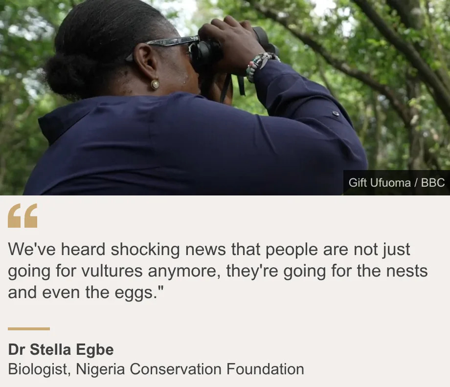 "We've heard shocking news that people are not just going for vultures anymore, they're going for the nests and even the eggs."", Source: Dr Stella Egbe, Source description: Biologist, Nigeria Conservation Foundation, Image: A woman dressed in a blue looks at the forest through a pair of binoculars.