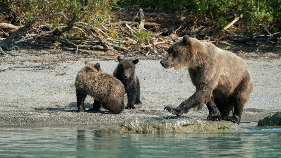 Brown bear sow and cub play along the shore of Lake Crescent in Alaska.