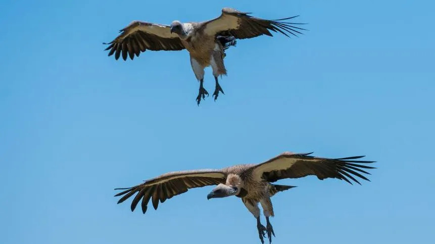 Two white-backed vultures in flight.