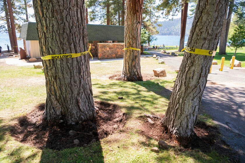 Several large trees at Burnt Cedar Beach in Incline Village, Nev., were recently poisoned.