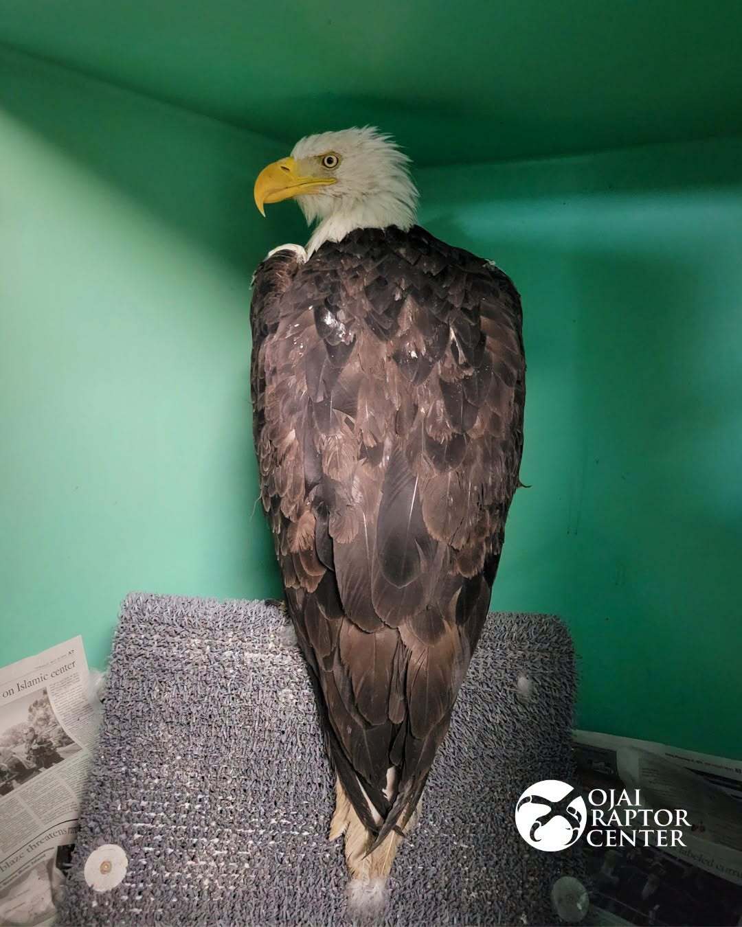 Jackie, the famous bald eagle of Big Bear Lake in Southern California, is pictured at the Ojai Raptor Center where she is being assessed.